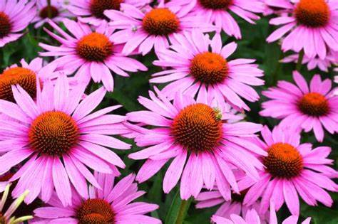 Storia Dell Echinacea Una Pianta Che Arriva Da Lontano