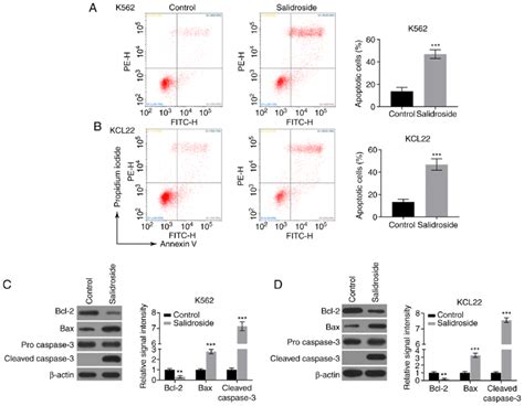 Salidroside Promotes The Apoptosis Of Cml Cells K And Kcl Cells