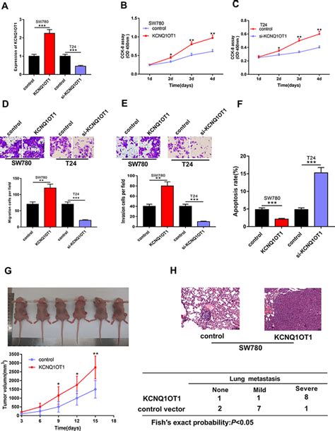 The Impact Of Overexpression And Knockdown Of Kcnq1ot1 On Download