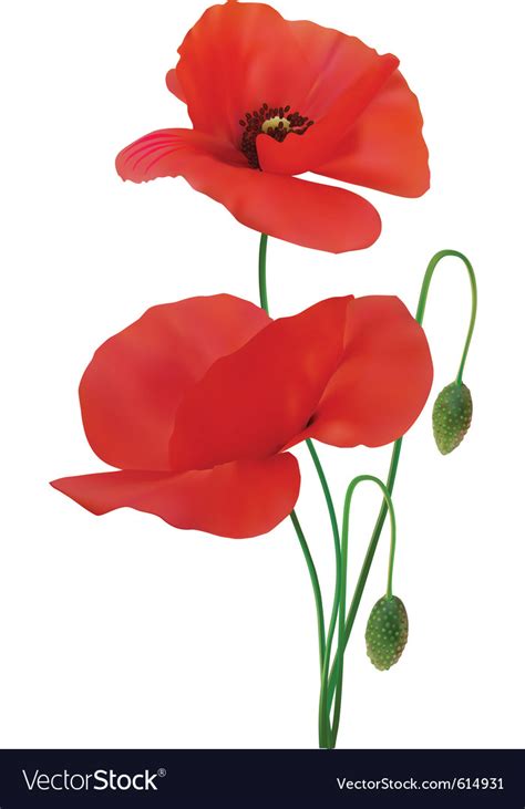 Poppy Royalty Free Vector Image Vectorstock