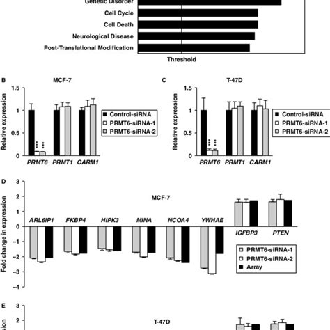 Prmt6 Regulates Alternative Splicing A Diagrammatic Representation