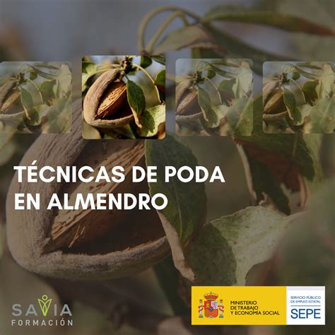 TÉCNICAS DE PODA EN ALMENDRO AGAU34 ALAMEDA Savia Formación