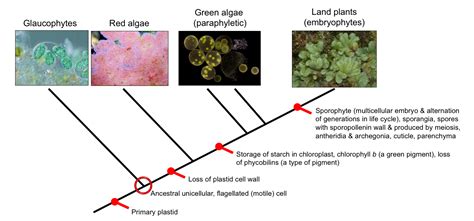 Kingdom Plantae Notes Kingdom Plantae Evolution Of Plants Notes Riset