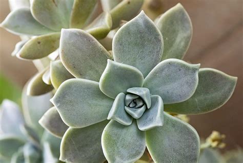 Graptopetalum Paraguayense Ghost Plants Ultimate Care Guide