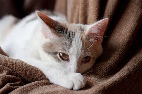 An Mie Bei Der Katze Symptome Ursachen Und Behandlung Petbook