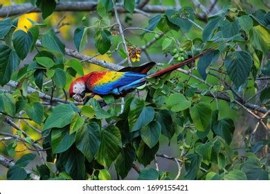 Scarlet Macaw Ara Macao Eating Fruit Stock Photo Shutterstock