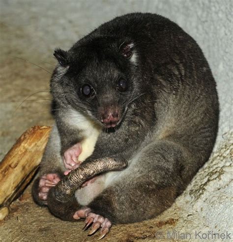 Ground cuscus - Alchetron, The Free Social Encyclopedia