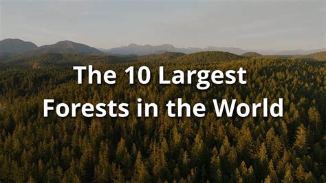 The Largest Forests In The World Youtube