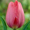 Tulipa Darwin Hybrid Van Eijk Ruigrok Flowerbulbs