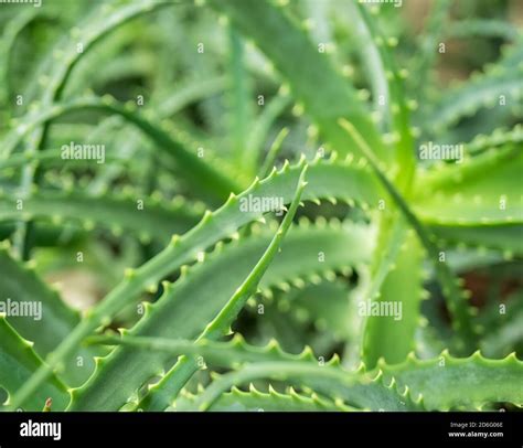 Aloe Arborescens Green Foliage Also Known As The Krantz Aloe Or