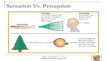 Ap Psychology Unit Sensation Perception Sleep Learning