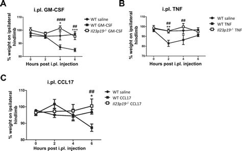 IL 23 Is Required For GM CSF TNF And CCL17 Driven Inflammatory