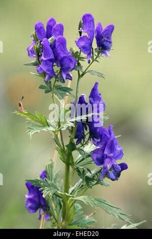 Medicinal Plant Monkshood Aconitum Napellus Eisenhut Stock Photo Alamy