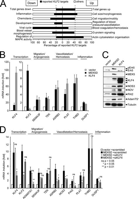 Klf Regulates Gene Expression Downstream Of Erk A A Representation