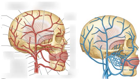 Maxillary Artery Branches Pterygoid Venous Plexus Diagram Quizlet