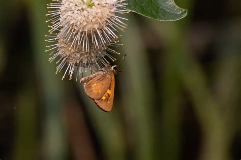 Broad Winged Skipper From Kakiat Park On July 17 2023 At 03 36 PM By