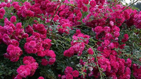 Your Guide to Pruning Knock Out Roses – Lawn World – Everything Outdoor