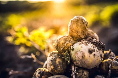 Plantations Grow Harvesting Fresh Organic Potatoes In The Field