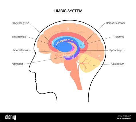 Syst Me Limbique C R Bral Illustration Photo Stock Alamy