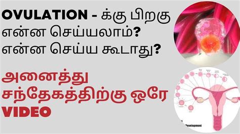 Doand Donts After Ovulation In Tamil How To Be Careful After