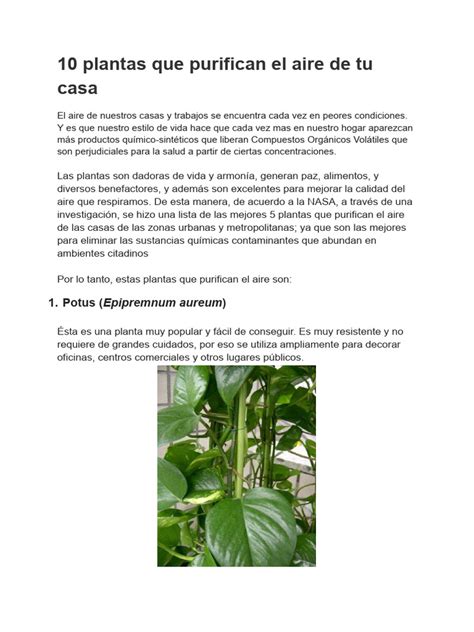 10 Plantas Que Purifican El Aire De Tu Casa Pdf Plantas Botánica