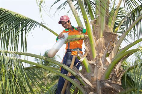 Vietnamese Ethnic Woman Revives Rural Coconut Planting Community With