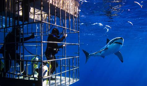 Cage Diving With Great White Sharks In South Africa Touristsecrets