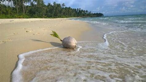 Coconut Tree Growing on Beach