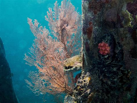 Snorkeling in Fam Islands - Raja Ampat - Indonesia - divetip.com