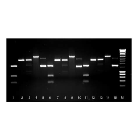 Isolate Ii Plasmid Mini Kit Bioline Meridian Bioscience