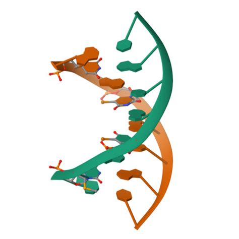 Rcsb Pdb Fa Crystal Structure Of Tellurium Derivatized Dna