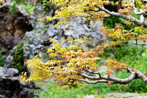 Klon japoński wyjątkowe drzewo do twojego ogrodu gardeneo