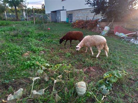 Casal Ovelhas Meses Animais Abril Clasf