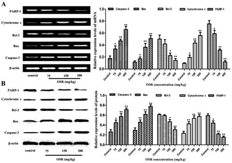 In Vivo And In Vitro Induction Of The Apoptotic Effects Of