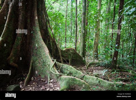 Mossman Gorge North Queensland Australia Stock Photo Alamy