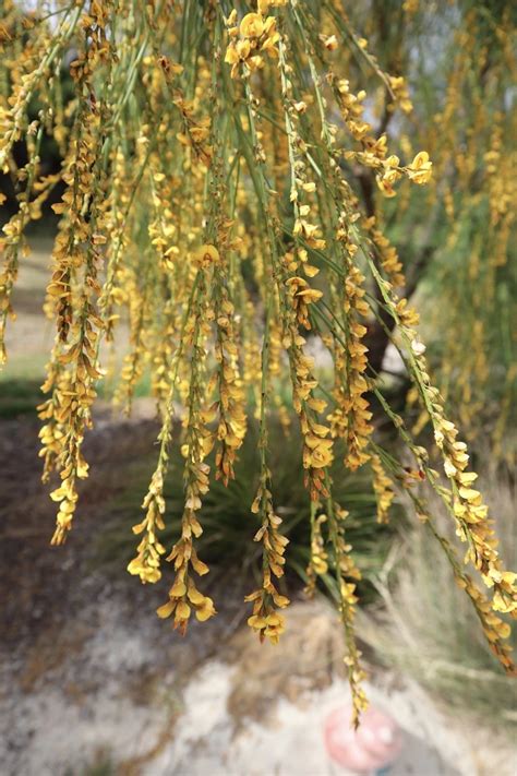 Viminaria Juncea Golden Spray Nicks Natives Full Sun Flowers