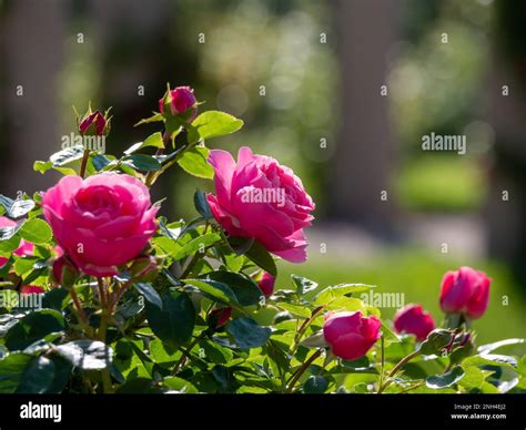 The pink roses Stock Photo - Alamy