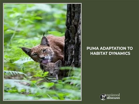 Pumas Habitat: Geographical Location And More