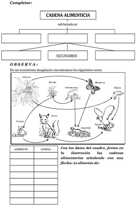 Ayuda Con Este Mapa Conceptual Completar Cadena Alimenticia Esta