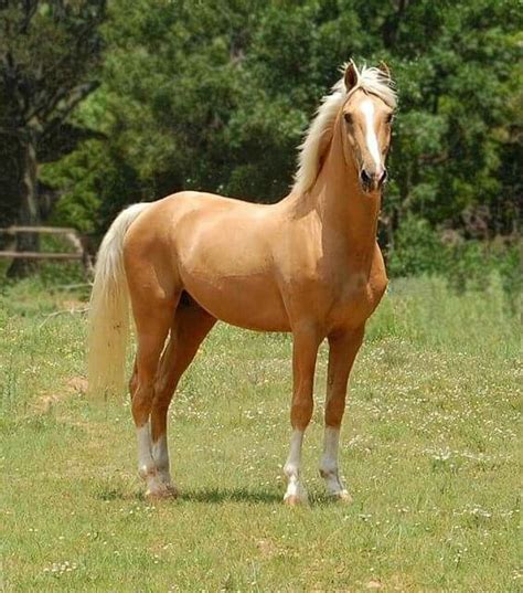 429 best ideas about The Heavenly Horse - Palomino on Pinterest ...