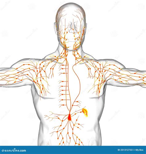 Human Lymph Nodes Anatomy For Medical Concept 3d Rendering Stock