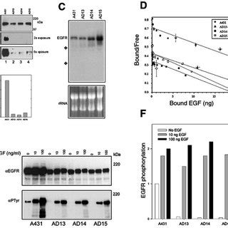 Decorin Protein Core Induces Active Caspase In A Cells A