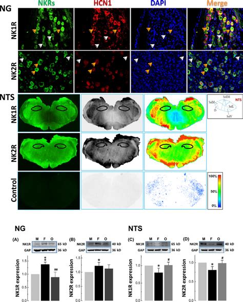 Identification Of Nkrs Expression Using Immunostaining And Western