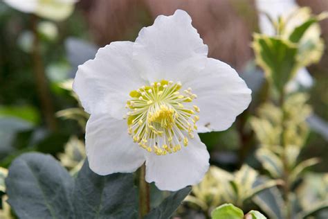 Five Of The Best Hellebores To Grow