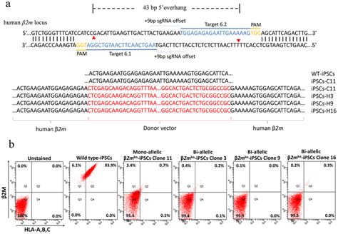 Generation And Characterization Of Hla Class I Universal Ipscs