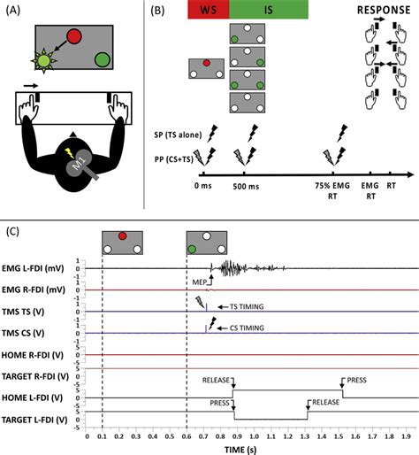 A Experimental Setup B Tms Protocol Single Or Paired Tms Pulses