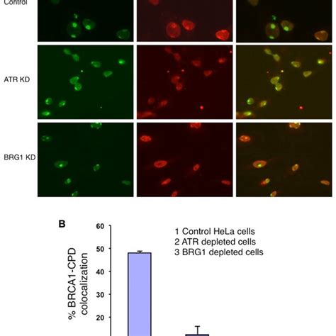 A BRG1 Depletion Attenuates UV Induced ATR Activation And