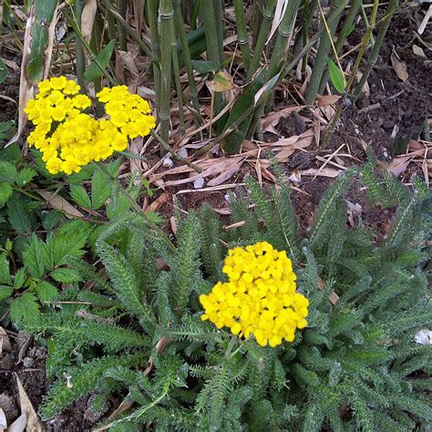 Teppich Schafgarbe Aurea Achillea Tomentosa Aurea Native Plants