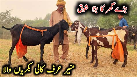 Top Class Goats Desi Sahiwal Bakriyan World Class Amrtsari Beetap Goats