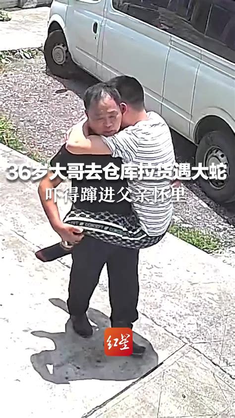 36岁大哥去仓库拉货遇大蛇，吓得跳跃熊抱，蹿进父亲怀里凤凰网视频凤凰网